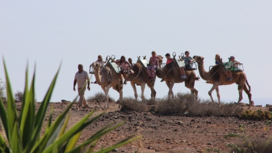 La Casa del Camello