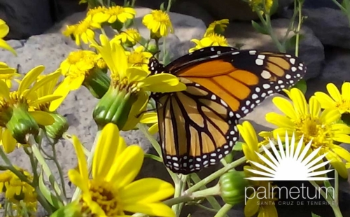 Gradina Botanica Palmetum